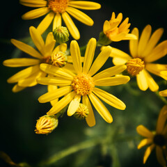 Yellow chamomile flower. Chamomile flower. Matricaria.