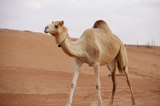 Camel in the Desert