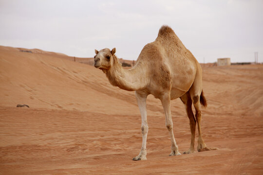 Camel in the Desert
