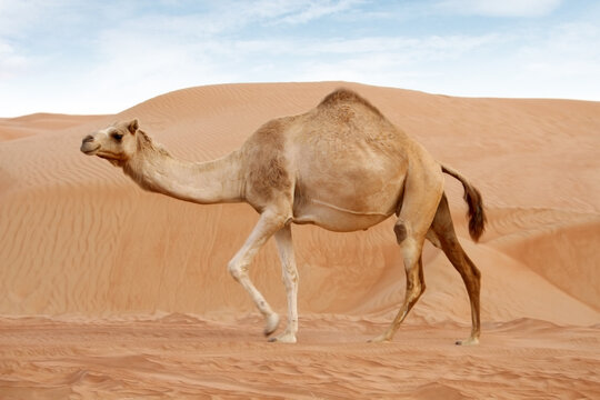 Camel in the Desert