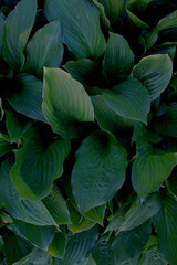 Fototapeta na wymiar beautiful big hostas leafs background 