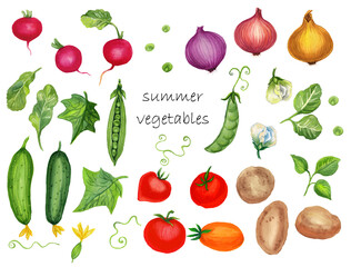 Watercolor handmade set with summer vegetables.White background.
