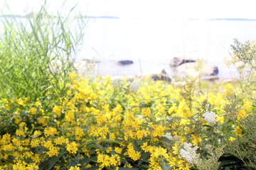 Yellow flowers on the shore