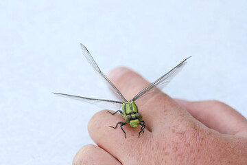 dragonfly on a hand
