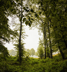 Fototapete bei efototapeten.de bestellen   