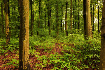 Fototapete bei efototapeten.de bestellen   
