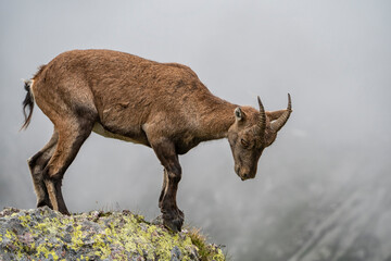 Close-up of an ibex on a rock in the alps