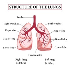 Medical structure of the lungs. Structure of the lungs. Education chart of biology for lungs. Vector illustration.