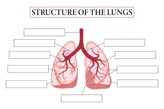 Medical structure of the lungs. Think and write. Write structure of the lungs. Learning words. Education worksheet.  Education chart of biology for lungs. Vector illustration.Medical structure of the 