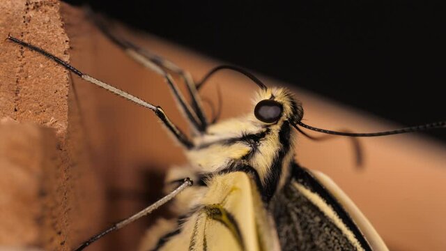 Papilio machaon, the Old World swallowtail butterfly takes its tongue out