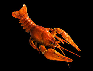  red crayfish on a black background