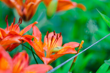 Fototapeta na wymiar macro photo of orange lilies. orange lily in green grass