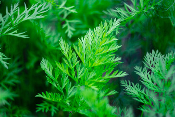 Macro photograph of a carrot leaf. Carrot herb close up