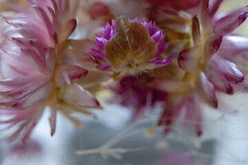 バーバリウムの花 オシャレ