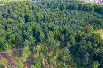 Sick coniferous forest in the foreground, healthy deciduous forest in the background