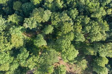 Top view of a deciduous forest in the Taunus / Germany