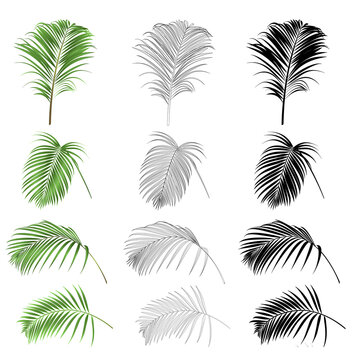 Decoration  tropical house plant leaves palm   nature  outline and silhouette set vintage vector illustration editable hand drawn 
