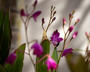 Bee landing in a purple orchid
