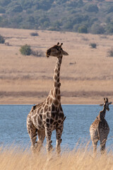 A group of Giraffe on the shores of a lake in winter.