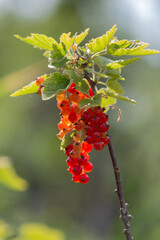 Ripe red currants close-up  in the garden as background