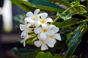 Obraz na płótnie Canvas White plumeria flowers on a tree