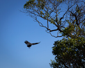 Vulture flying to a tree with blue sky