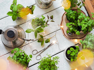 Homemade herbs in pots and glass jars (basil, mint, lemon balm) on a wooden background