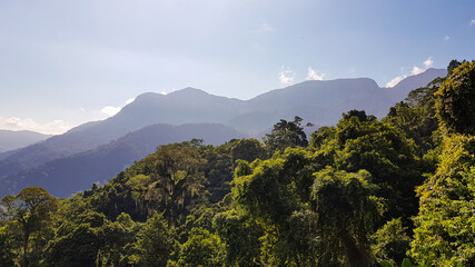 Jungle in Colombia