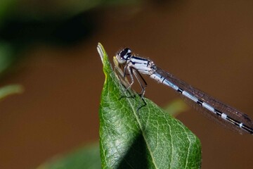 A  macro of a dragon fly on a plant.