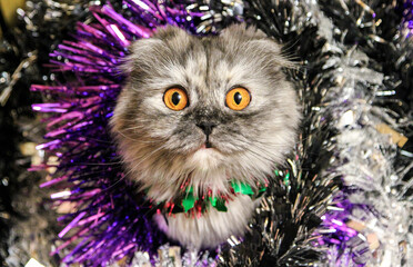 New Year and Christmas portrait of a cat 