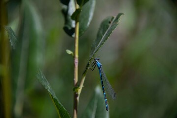 A macro close up of a blue dragonfly.