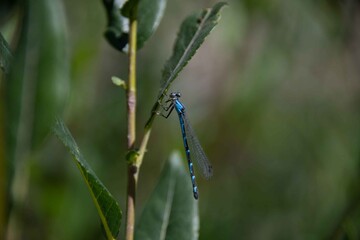 A macro close up of a blue dragonfly.