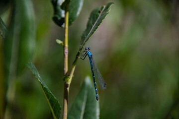 A macro close up of a blue dragonfly.