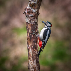 Male Great Spotted Woodpecker (Dendrocopos major)
