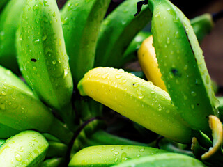 Close up. The ripe golden bananas are wet that is prepared for sale.
