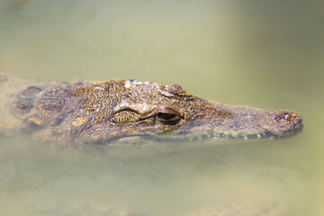 crocodile's head close up in muddy green water