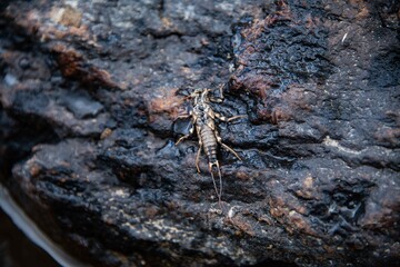 A stonefly on a river rock.