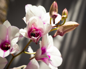 Bee landing in white and purple orchid