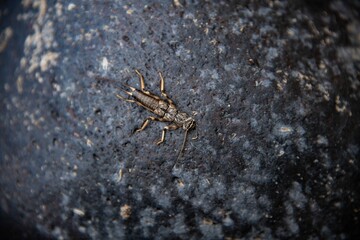 A stonefly on a river rock.