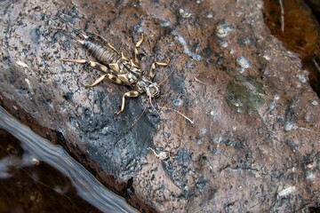 A stonefly on a river rock.