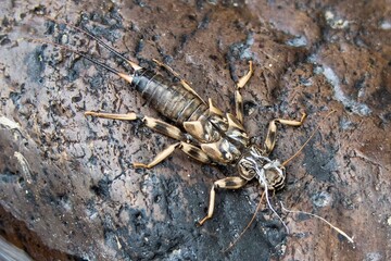 A stonefly on a river rock.