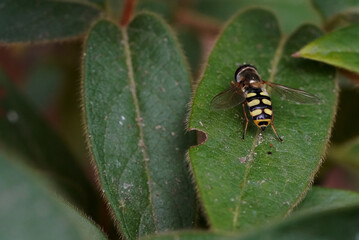 a hoverfly sits on a leaf in the shade