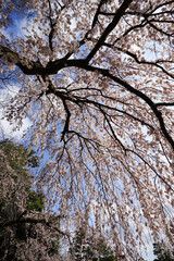 見上げる枝垂れ桜