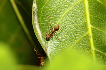 Close up red ant on green leaf in nature at thailand