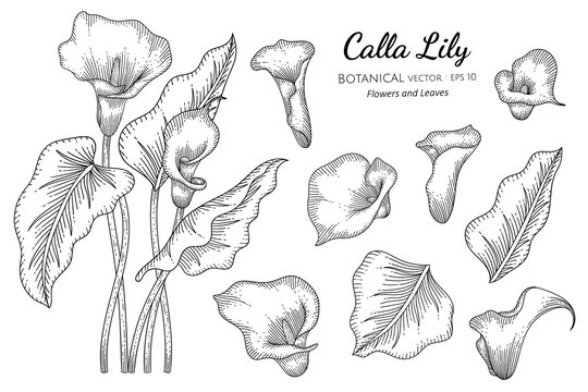 Calla Lilies  JMC Arts  Crafts  Drawings  Illustration Flowers  Plants  Trees Flowers Flowers IZ Lilies Calla Lilies  ArtPal