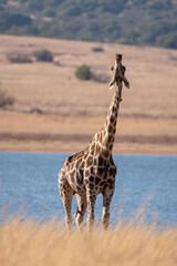 A group of Giraffe on the shores of a lake in winter.