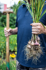 Farmer harvesting garlic from organic garden. Homegrown produce