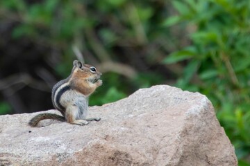 A chipmunk in the Colorado Rocky Mountains.