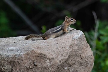 A chipmunk in the Colorado Rocky Mountains.
