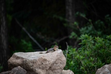 A chipmunk in the Colorado Rocky Mountains.
